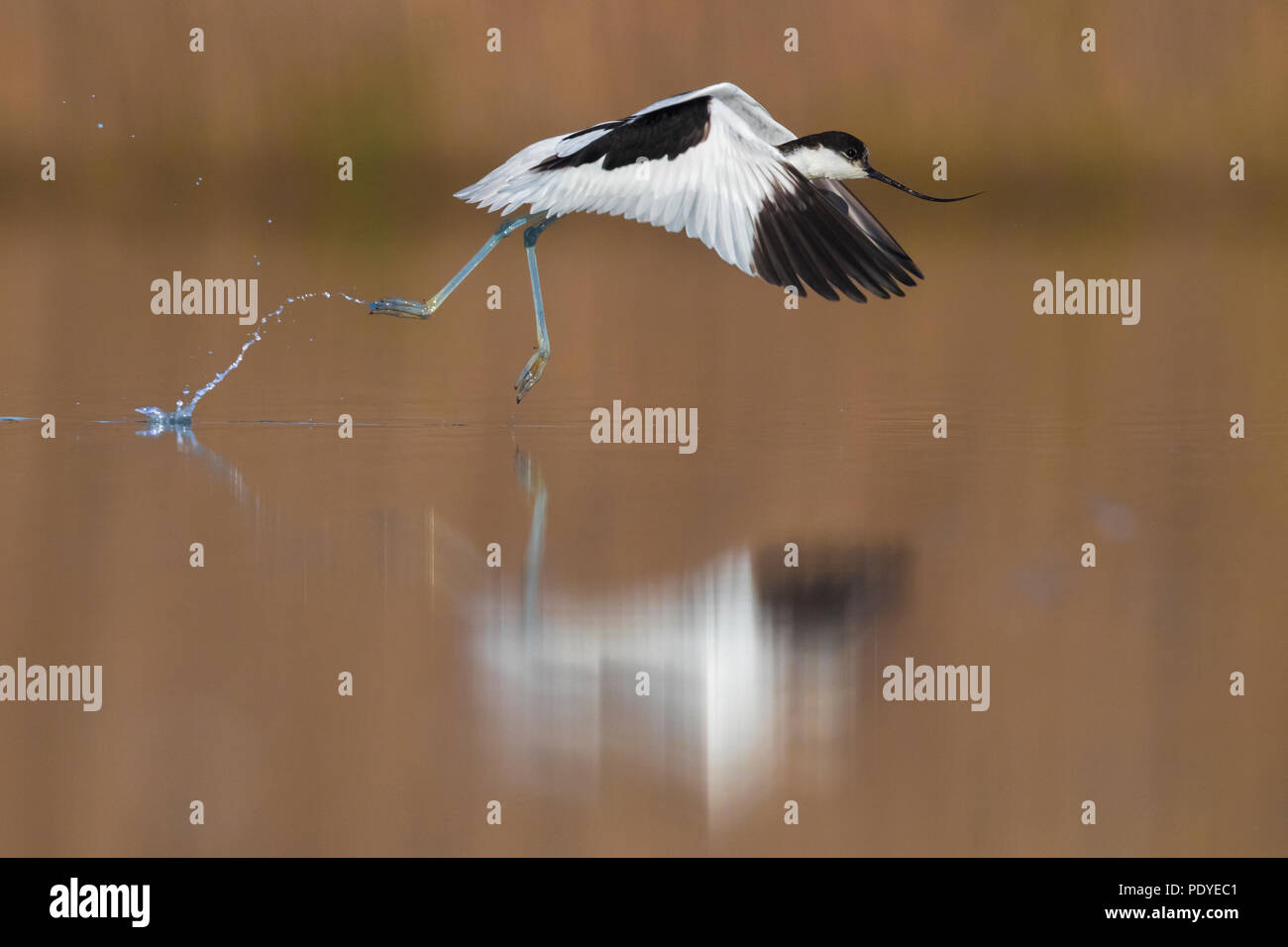 Avocette élégante (Recurvirostra avosetta) flying up Banque D'Images