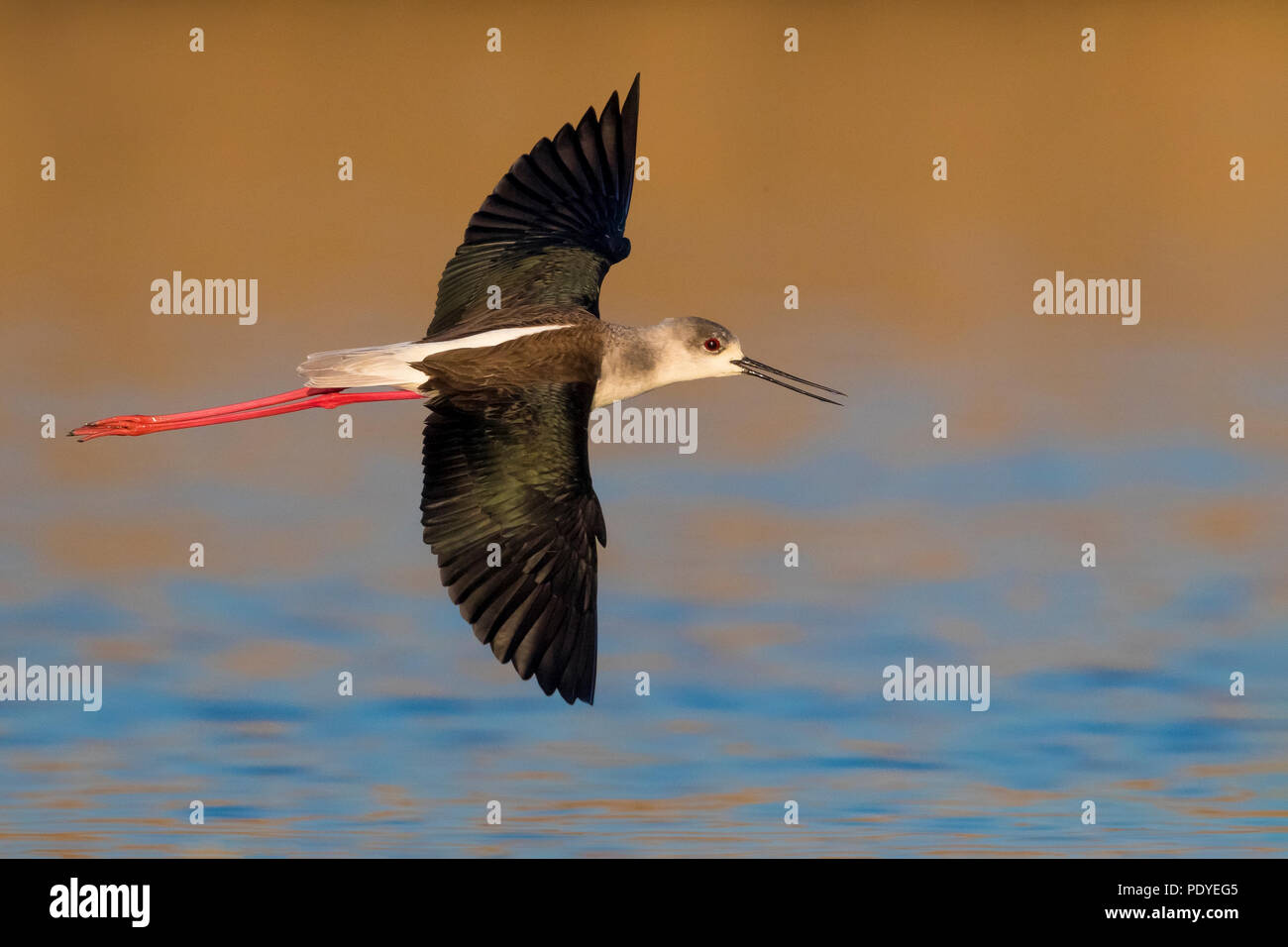 Battant Black-winged Stilt ; Himantopus himantopus Banque D'Images