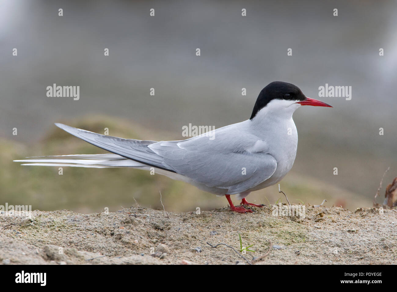 Van Zijaanzicht zanderige Noordse stern rencontré ondergrond. Vue latérale (profil) de la sterne arctique. Banque D'Images
