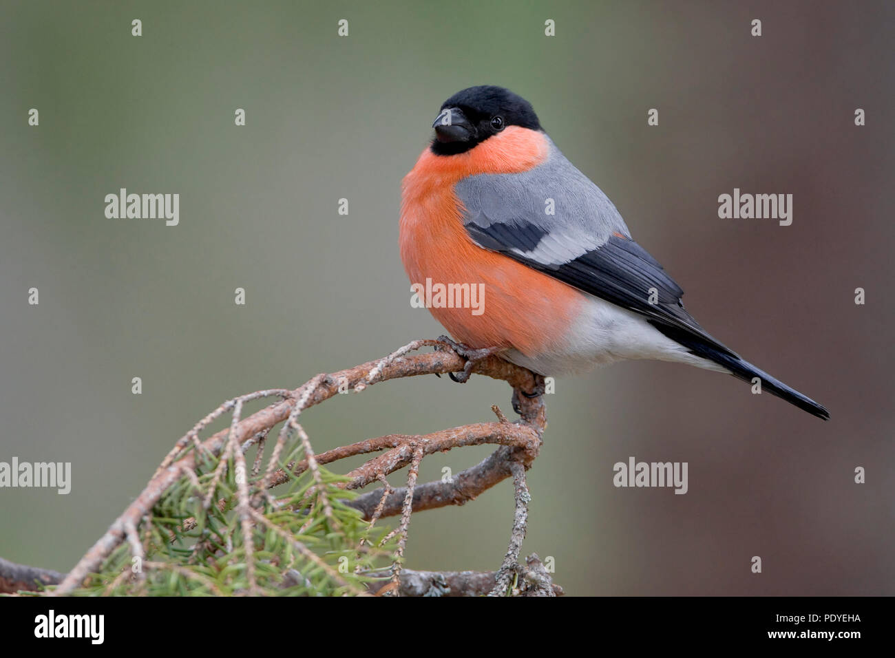 Goudvink zittend takje ingedoken op een. Un Bouvreuil accroupi sur une branche Banque D'Images