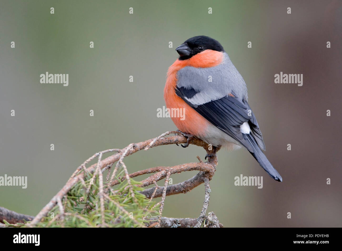 Goudvink zittend takje ingedoken op een. Un Bouvreuil accroupi sur une branche Banque D'Images