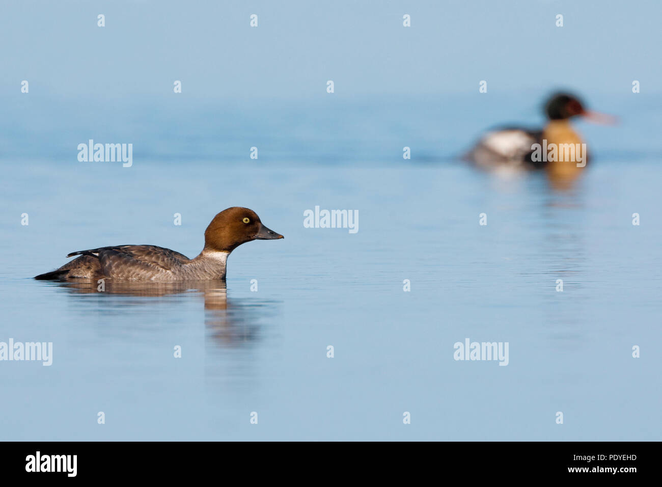 Vrouwtje Brilduiker zwemmend in het water. Garrot femelle dans l'eau. Banque D'Images