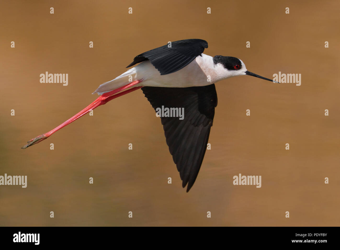Black-winged Stilt ; Himantopus himantopus ; Steltkluut vliegend Banque D'Images