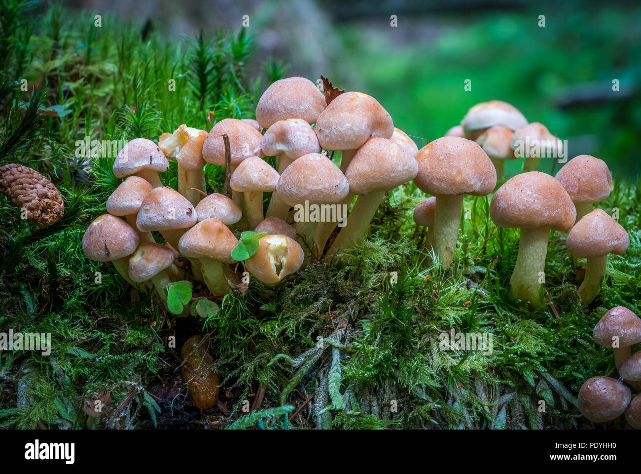 Touffe Hypholoma capnoides conifères ou. Banque D'Images
