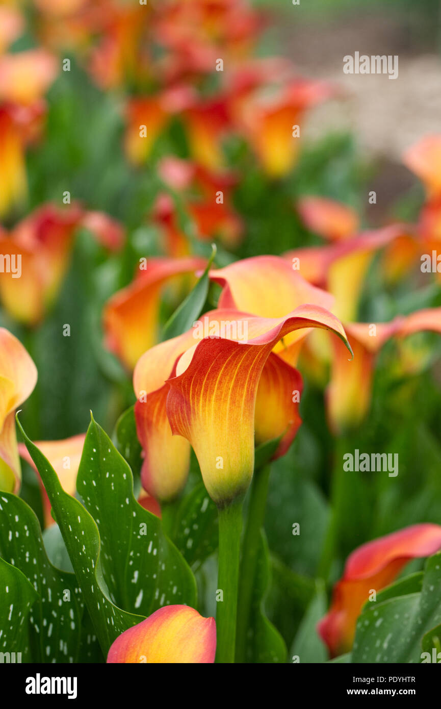 Zantedeschia 'Morning Sun' fleurs. Banque D'Images