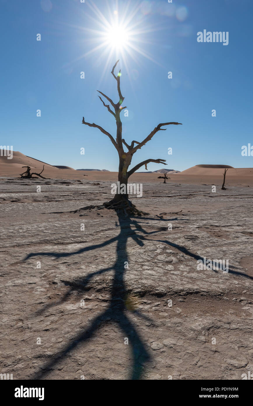 Soleil de midi étoile dans dead vlei dans le désert de Namib, Sossusvlei, Namibie Namib Naukluft National Park Banque D'Images