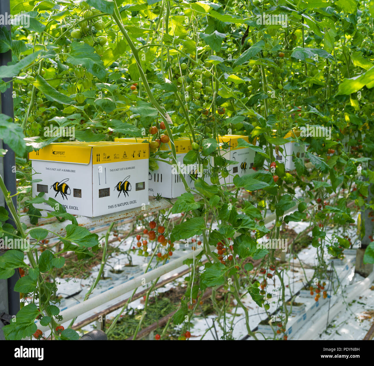 KLAZIENAVEEN, Pays-Bas - 1 avril 2017 : la lutte biologique avec les bourdons dans une serre pour les tomates Banque D'Images