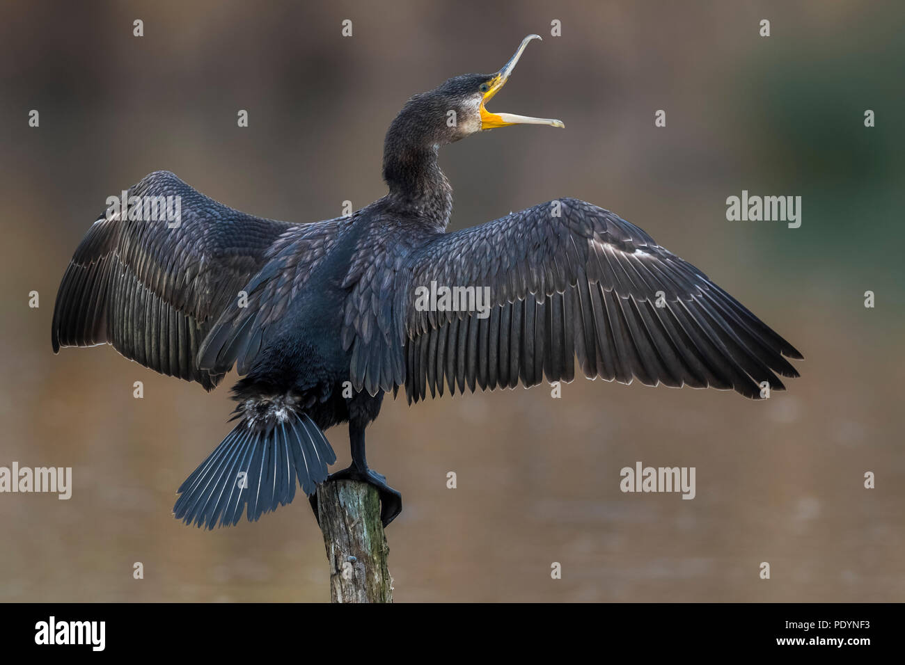 Grand cormoran Phalacrocorax carbo sinensis ; Banque D'Images