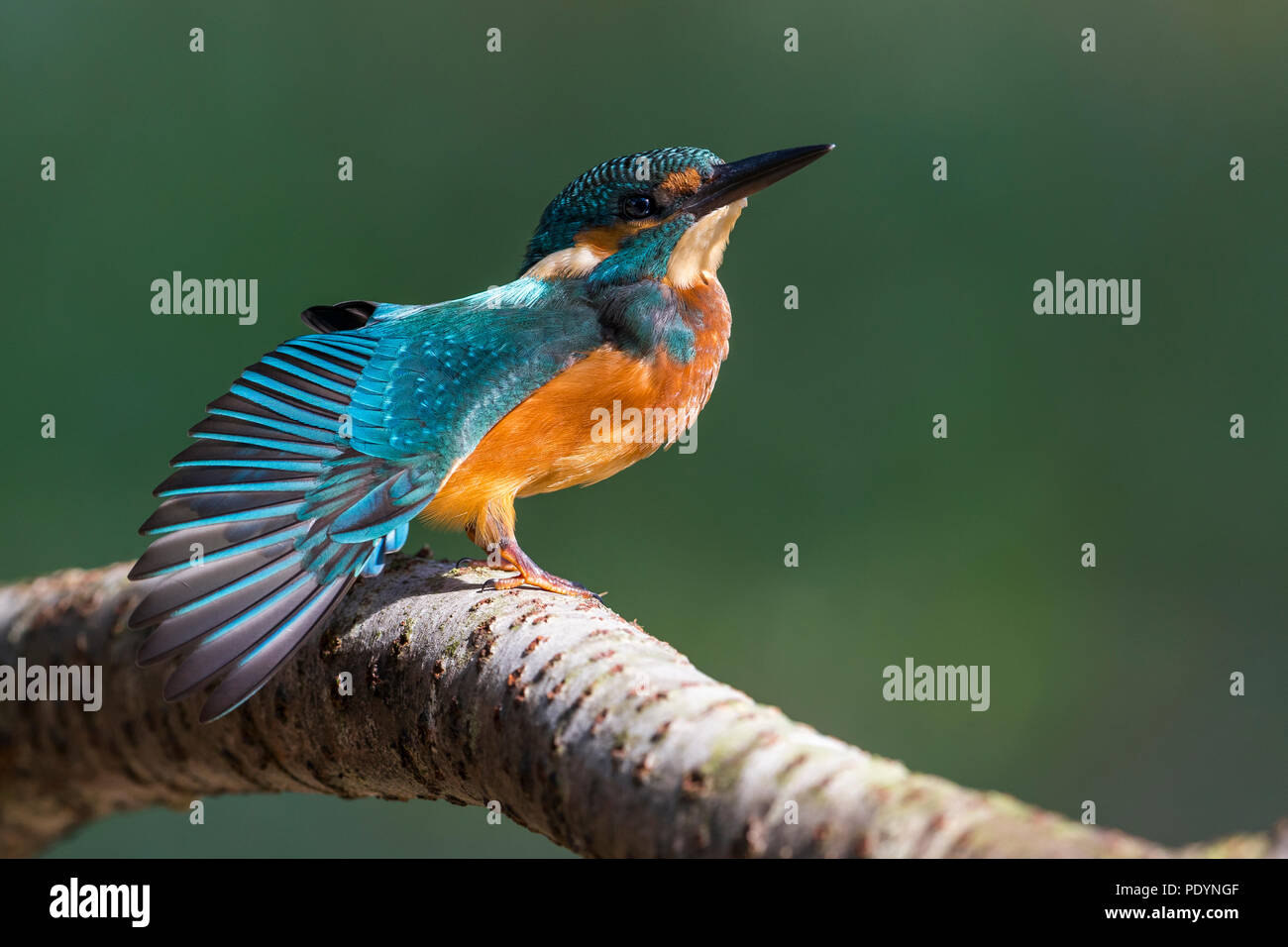 Kingfisher Alcedo atthis commun ; Banque D'Images