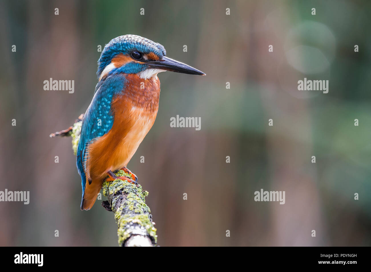 Kingfisher Alcedo atthis commun ; Banque D'Images