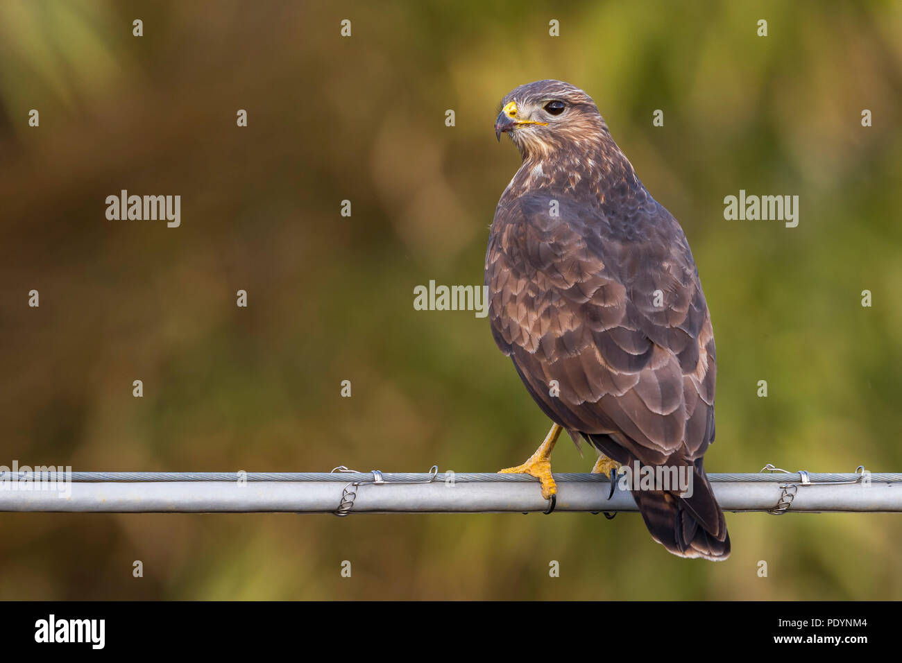 Buse variable Buteo buteo ; Banque D'Images