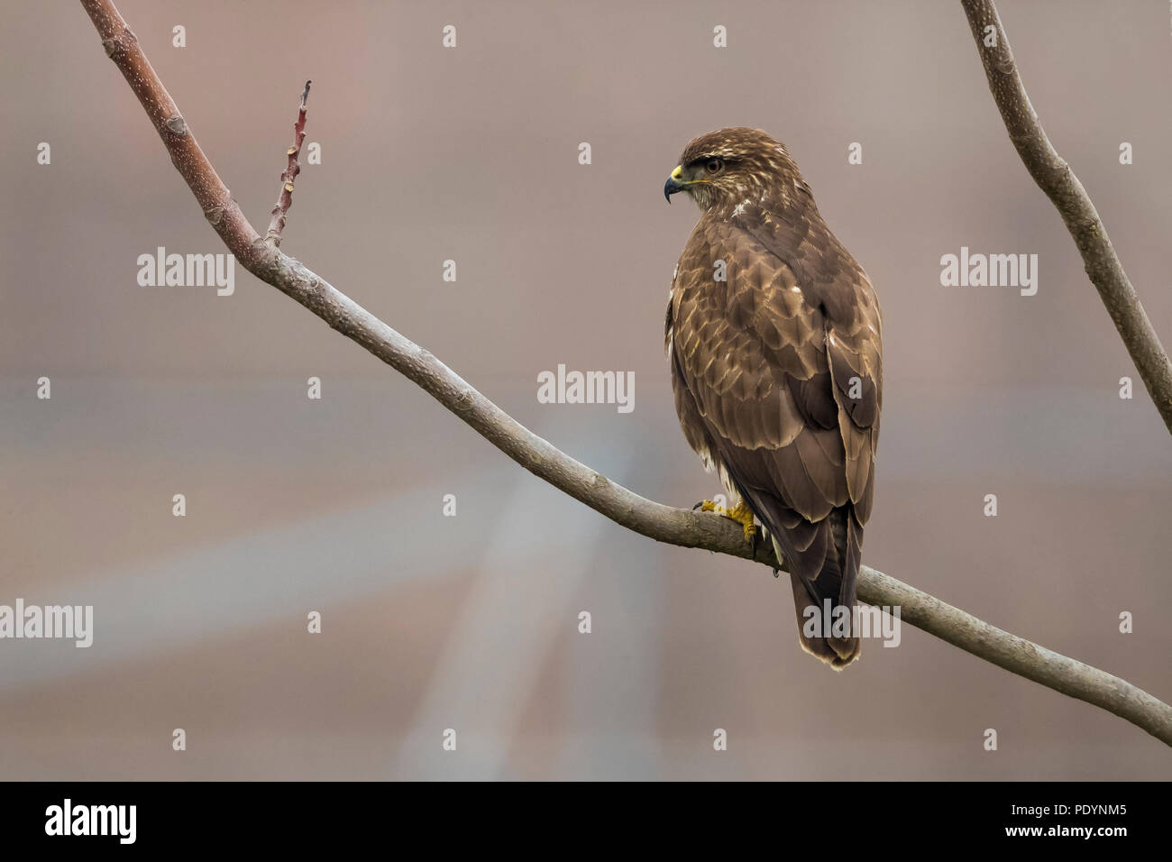 Buse variable Buteo buteo ; Banque D'Images