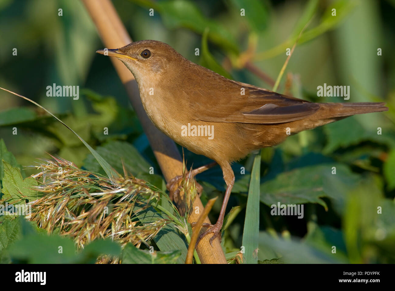 Savi's Warbler ; Locustella luscinioides ; Snor Banque D'Images