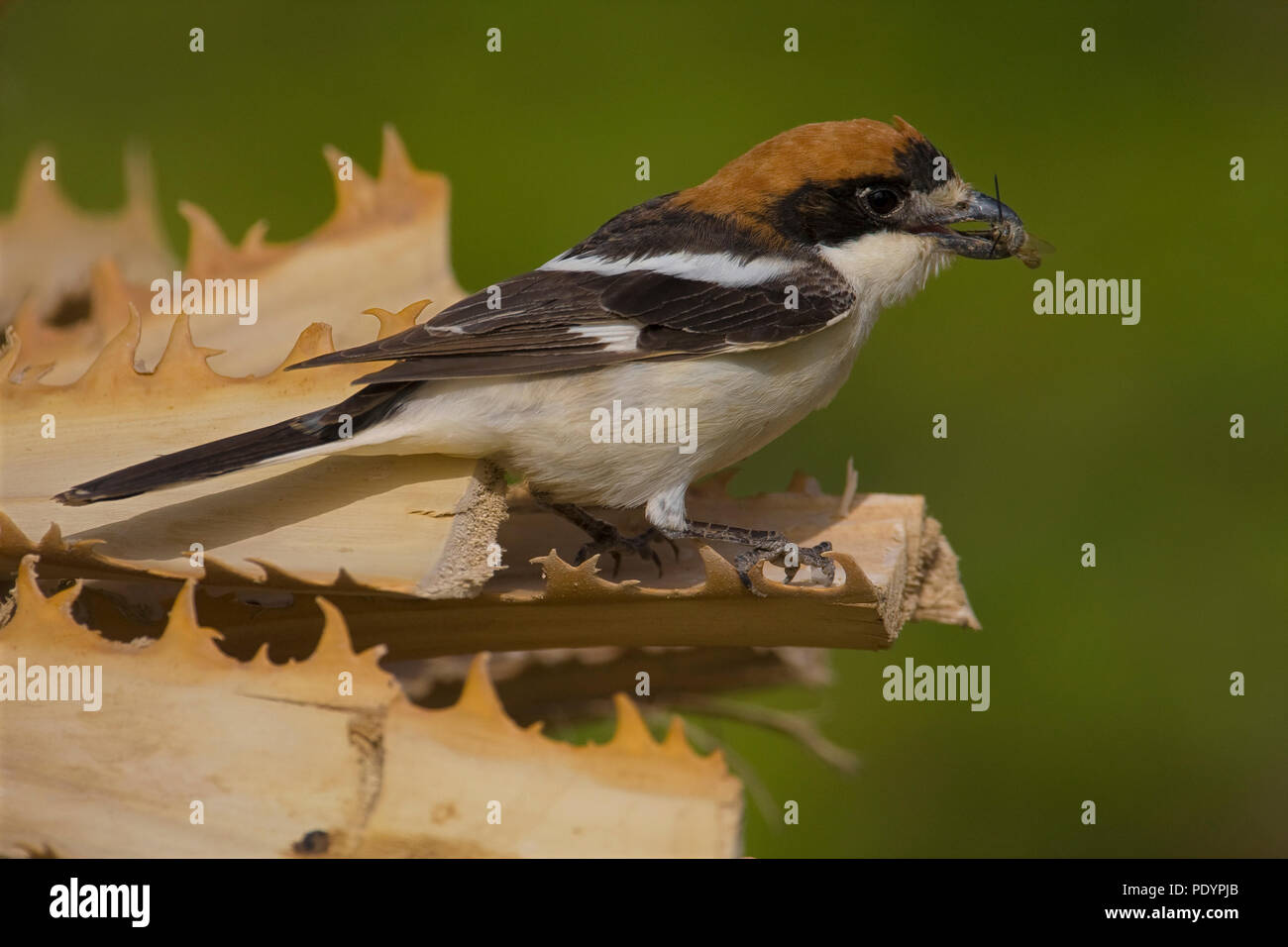 Woodchat Shrike (Lanius sénateur ; Roodkopklauwier ; Banque D'Images