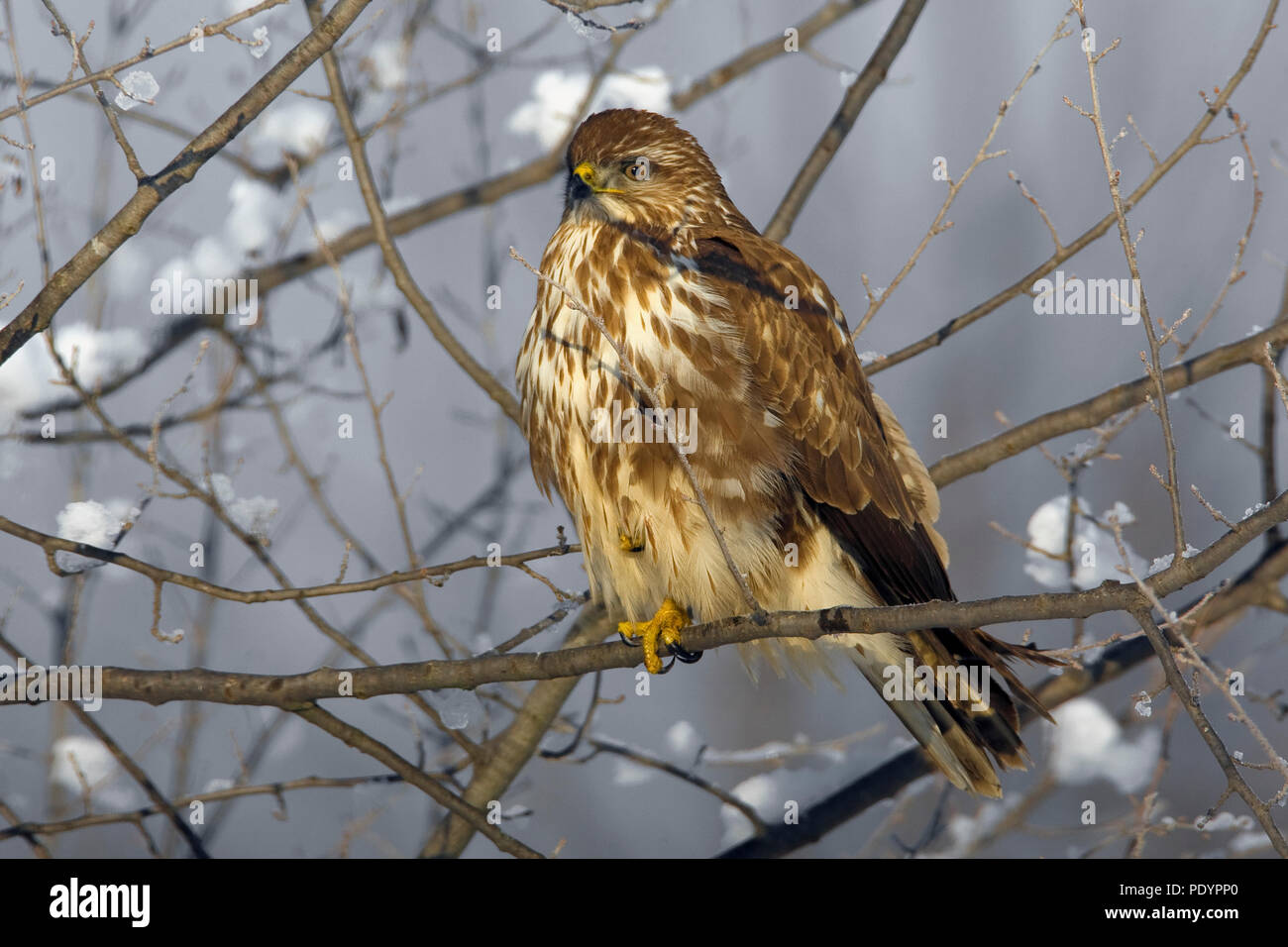 Buizerd op tak a rencontré en. Perché Buzzard om branche avec la neige. Banque D'Images
