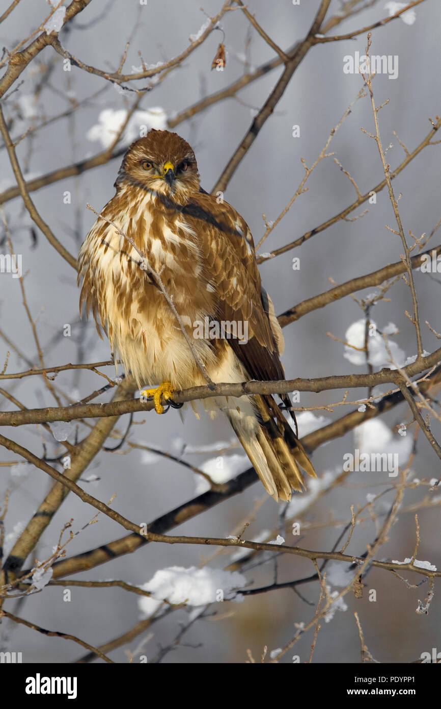 Buizerd op tak a rencontré en. Perché Buzzard om branche avec la neige. Banque D'Images