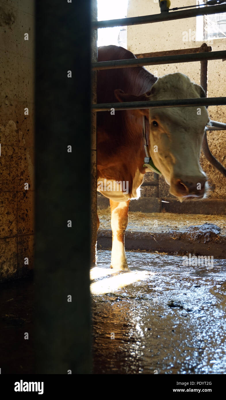 Vache dans stable Banque D'Images