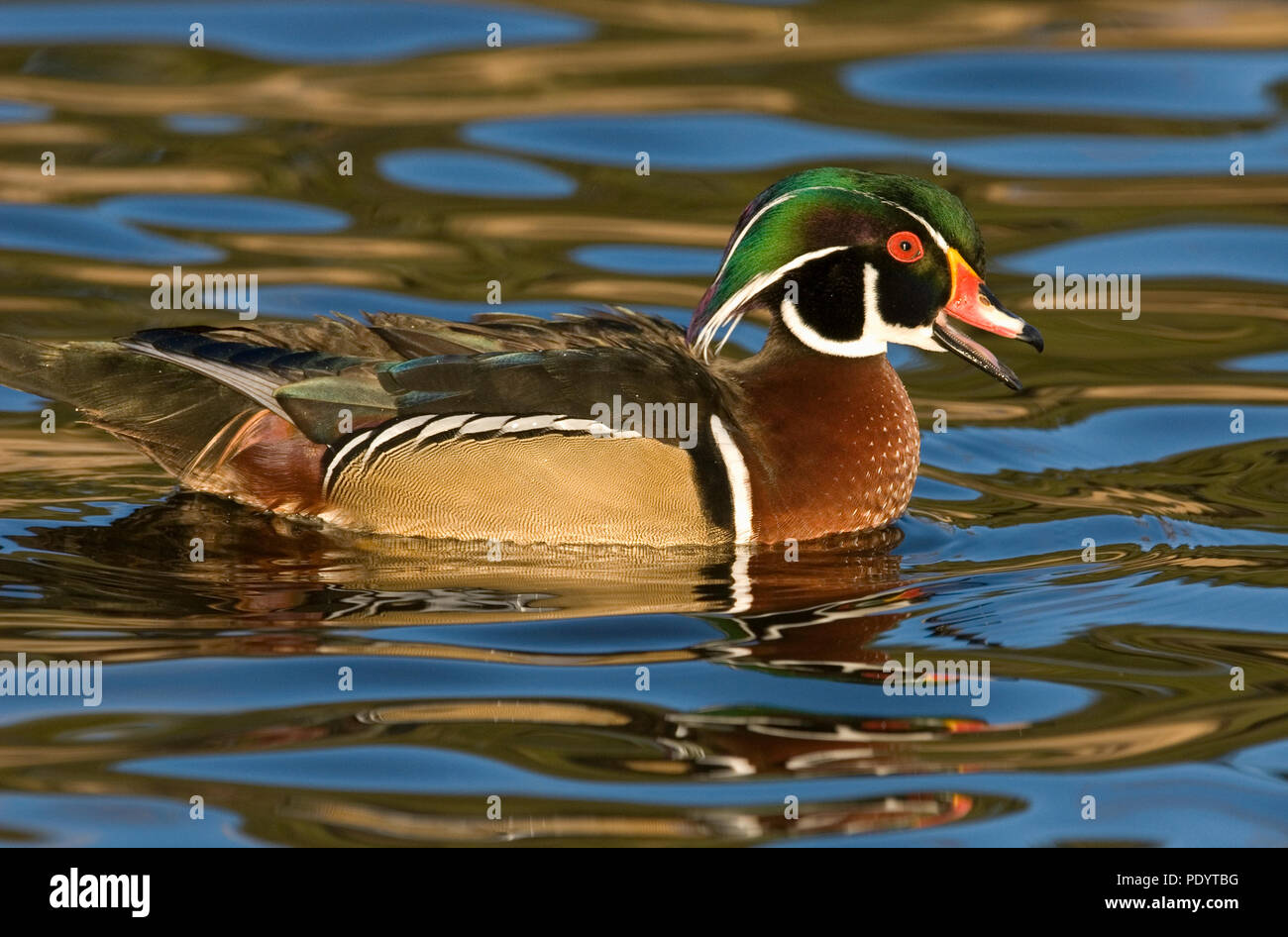 Canard branchu, Drake, plumage nuptial, San Diego, Californie Banque D'Images