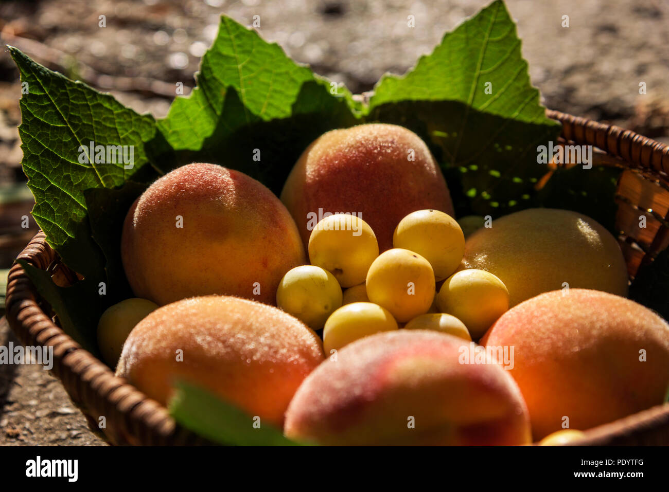 Les pêches et les prunes juteuses cerises résident dans un panier sous les rayons d'un soleil chaud Banque D'Images