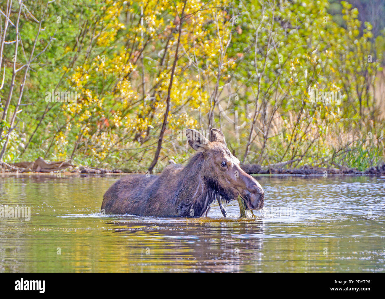 L'alimentation de l'orignal femelle pond sur la végétation dans les bassins de l'orignal dans la région de Grand Tetons National Park à l'automne Banque D'Images