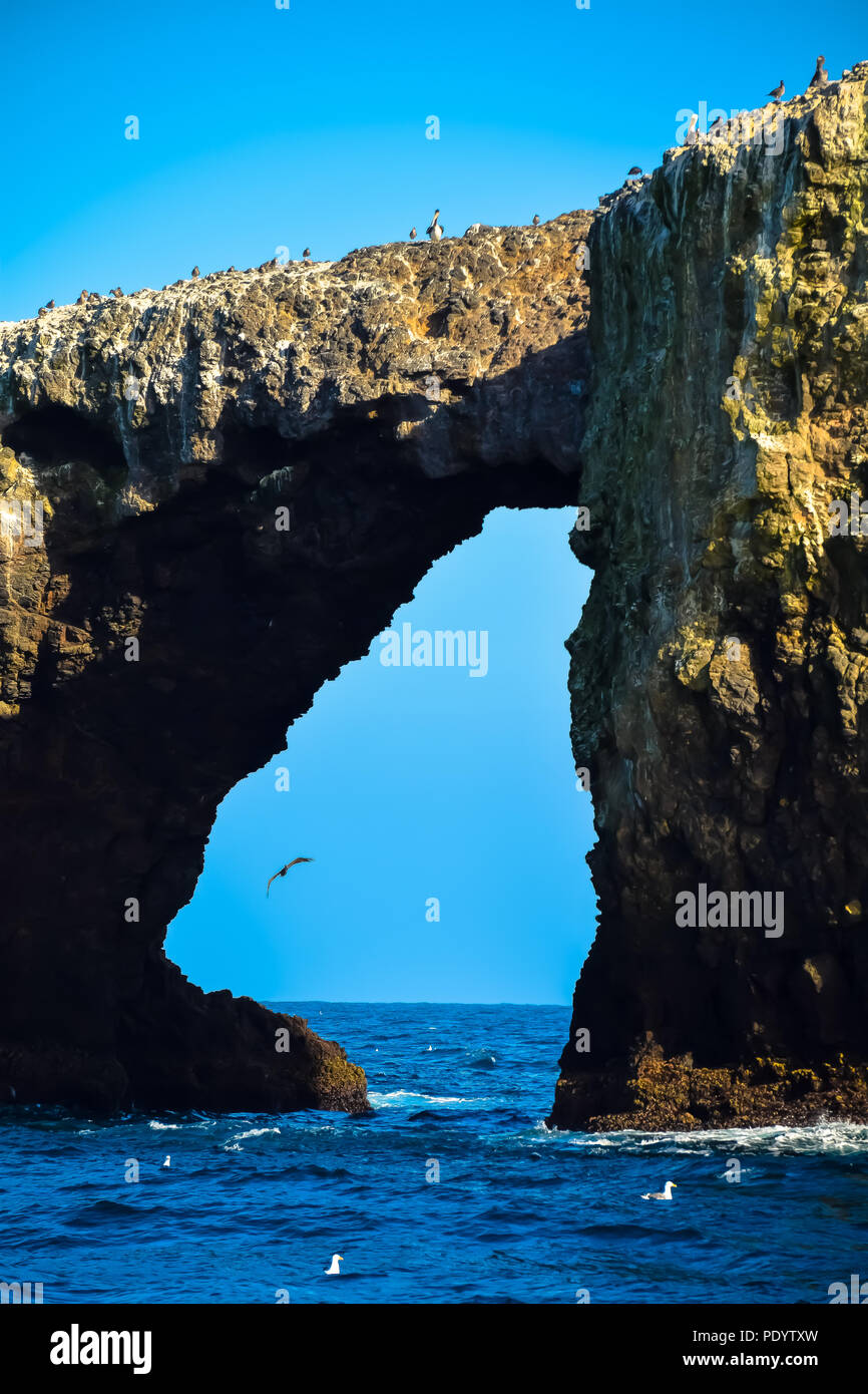 Arch Rock, Anacapa Island, Channel Islands National Park au large de la côte de Ventura, Californie Banque D'Images