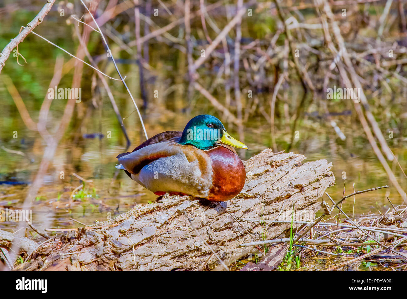 Un canard colvert mâle coloré assis sur un journal Banque D'Images