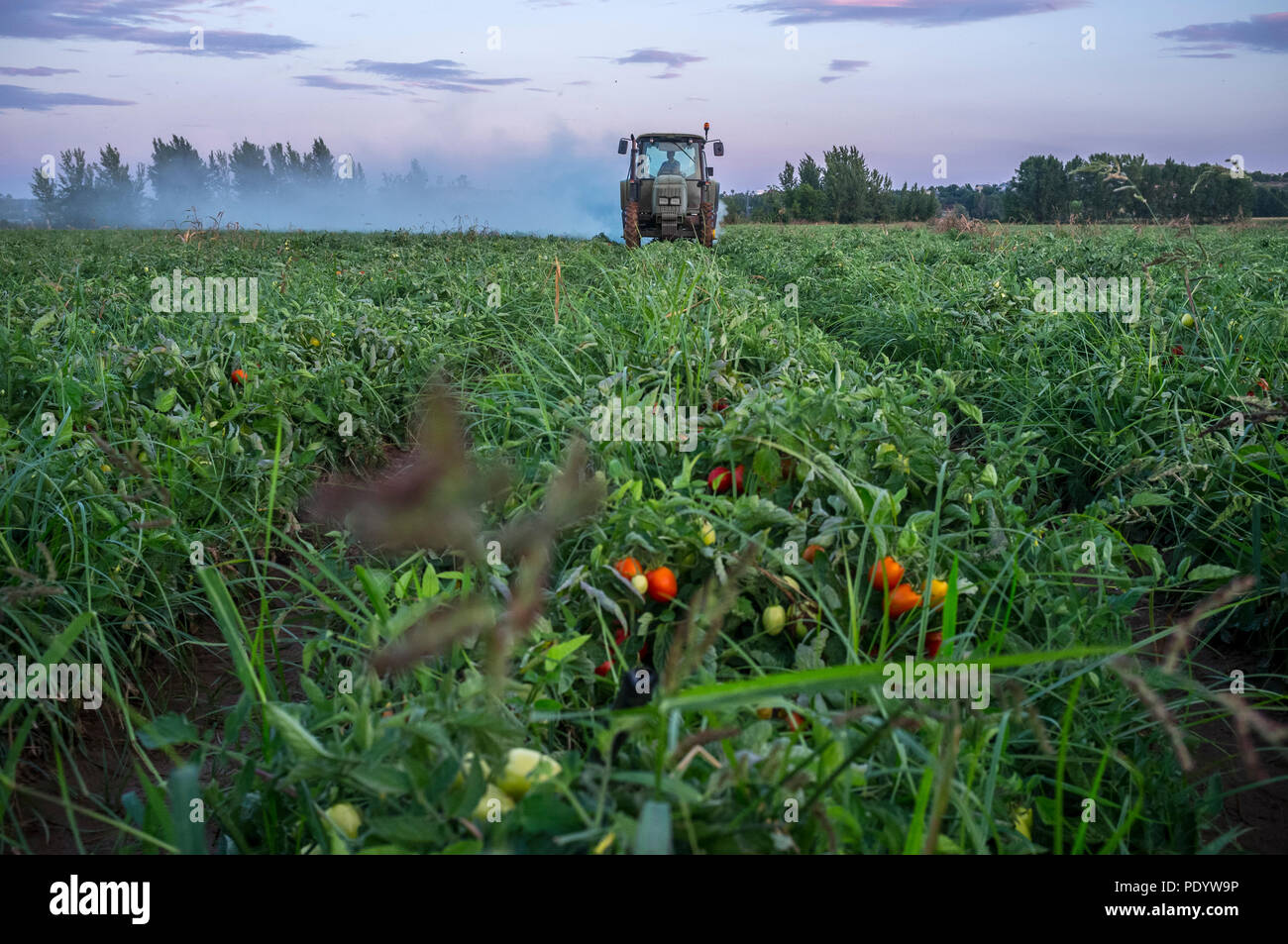 Les poussières du tracteur avec du soufre en poudre les plants de tomates au coucher du soleil. L'Estrémadure, Espagne Banque D'Images