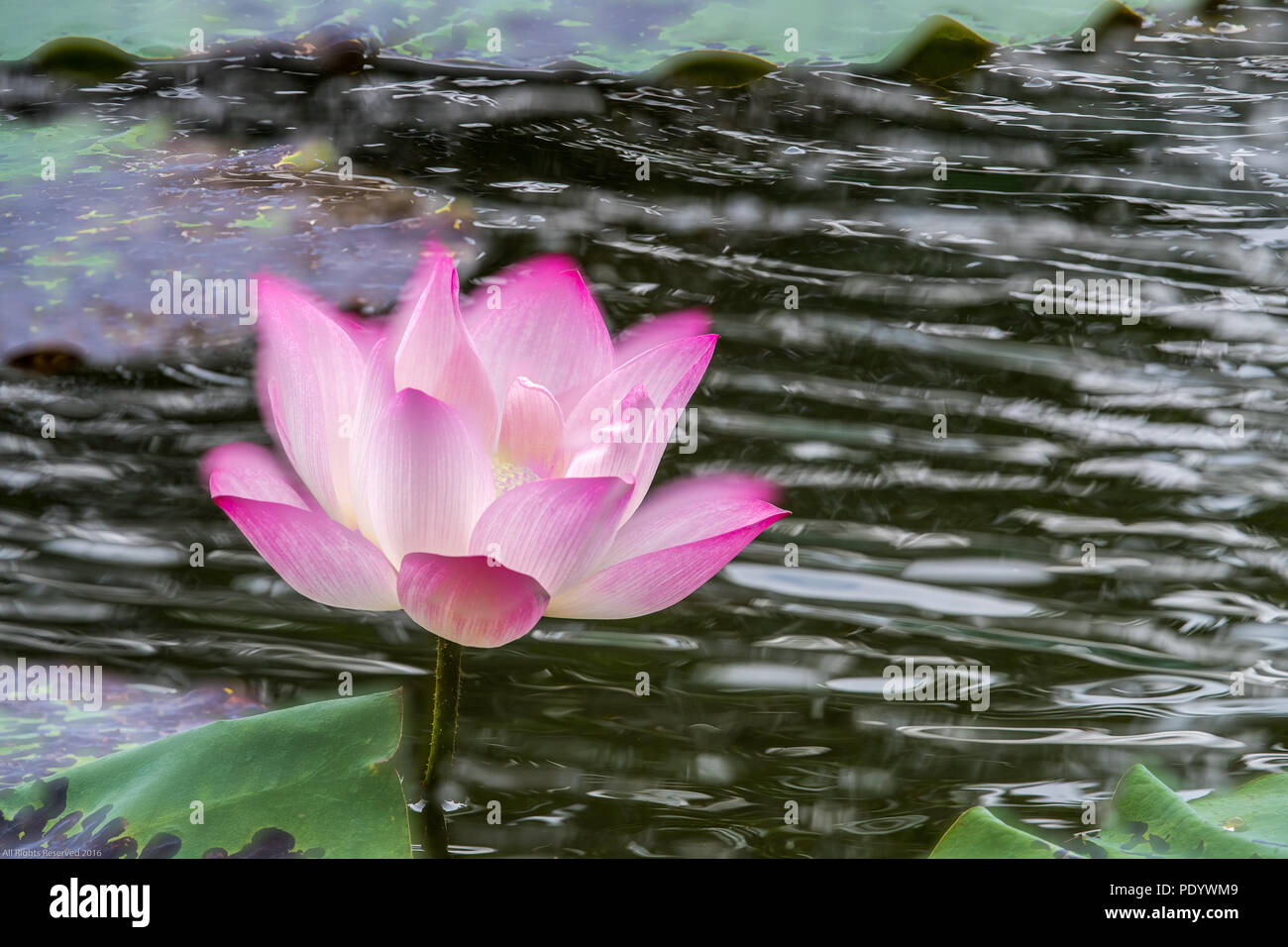 Fleur de Lotus et vert feuille avec fond sombre - Multi-Exposures Banque D'Images
