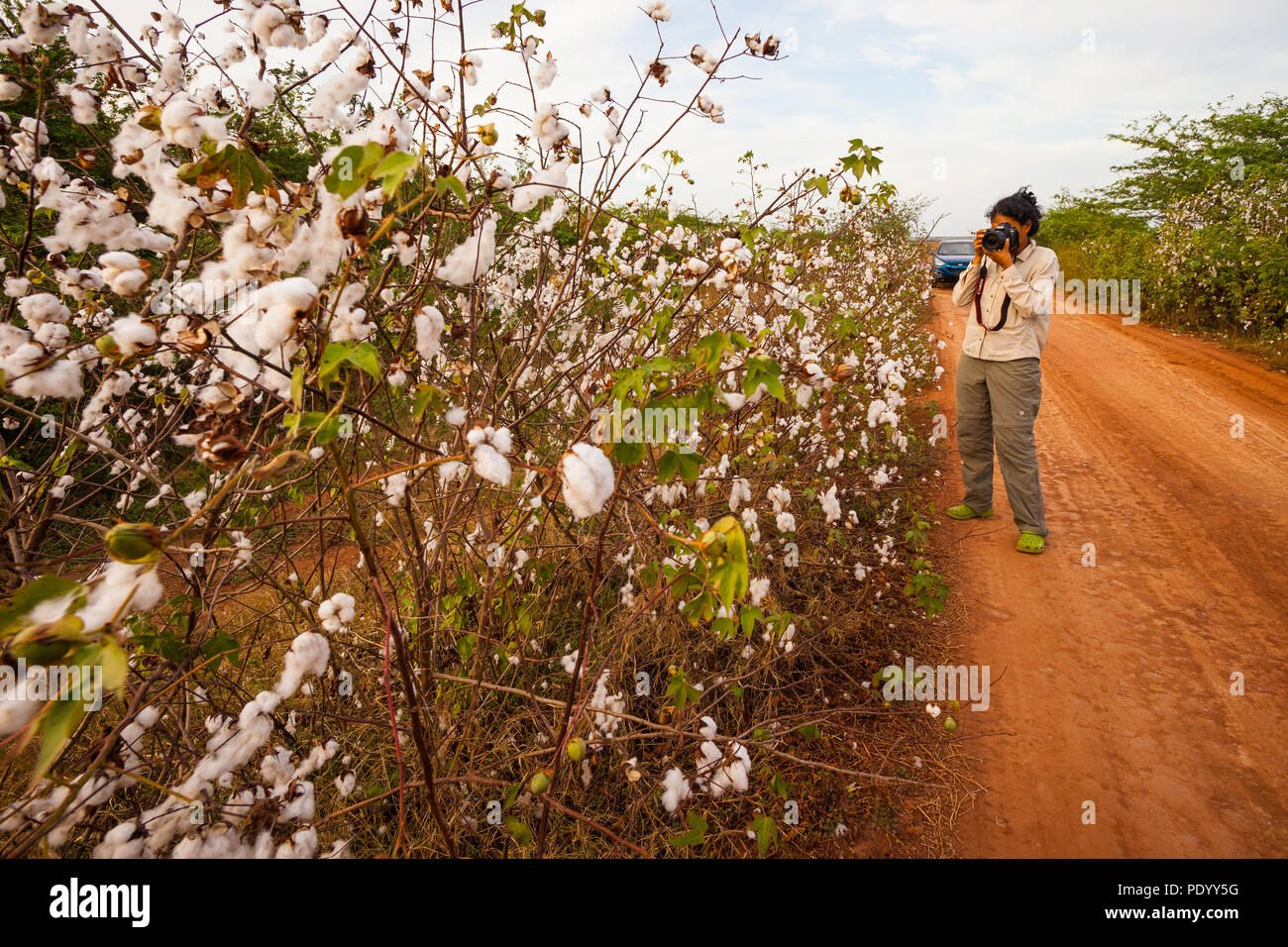 Prendre des photos, photographe outdoor de coton des arbres dans le parc national de Sarigua, Herrera province, République du Panama. Banque D'Images