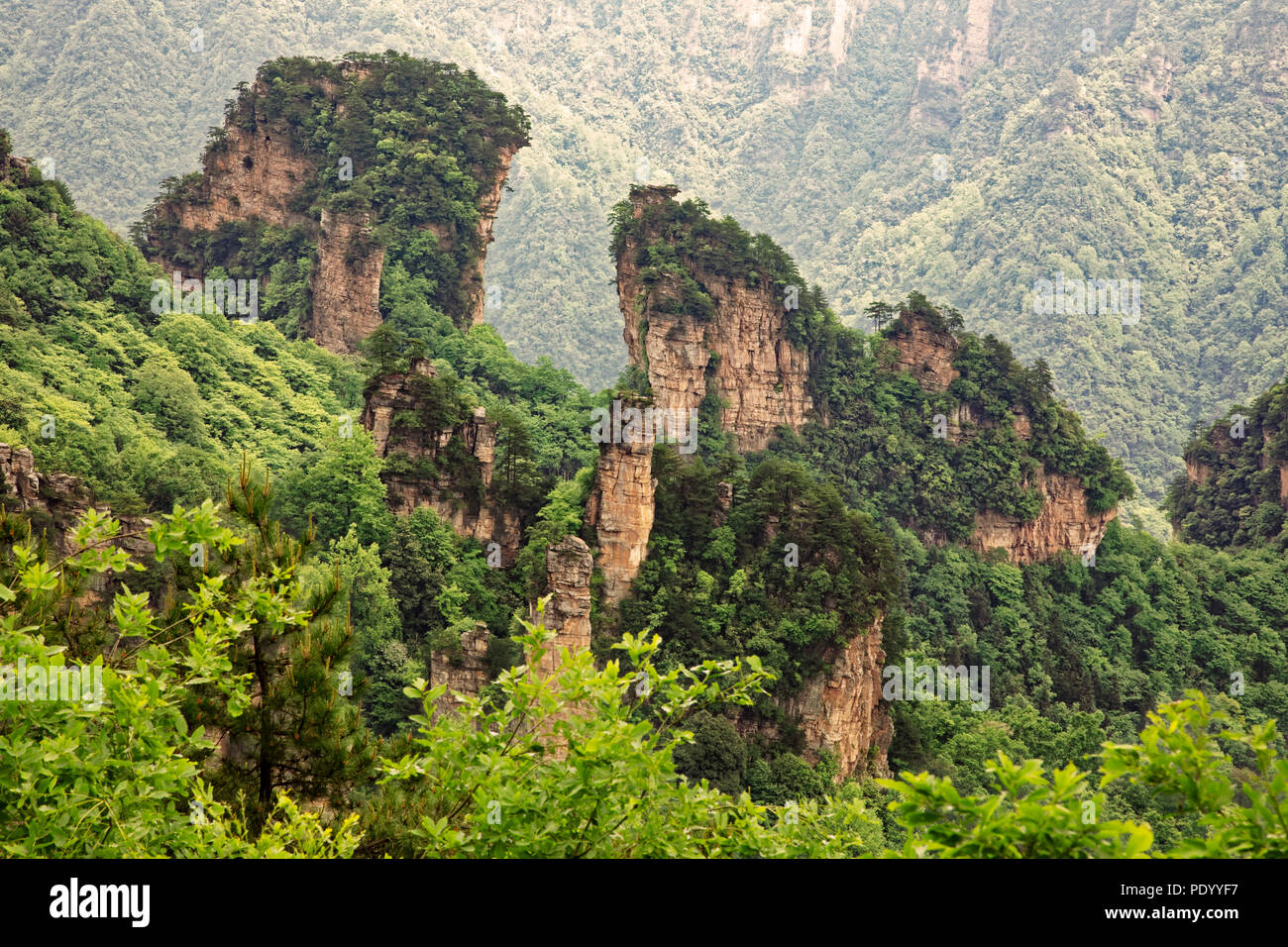 Dans les formations rocheuses des montagnes Tianzi, partie de la Parc forestier national de Zhangjiajie Hunan, Chine Banque D'Images