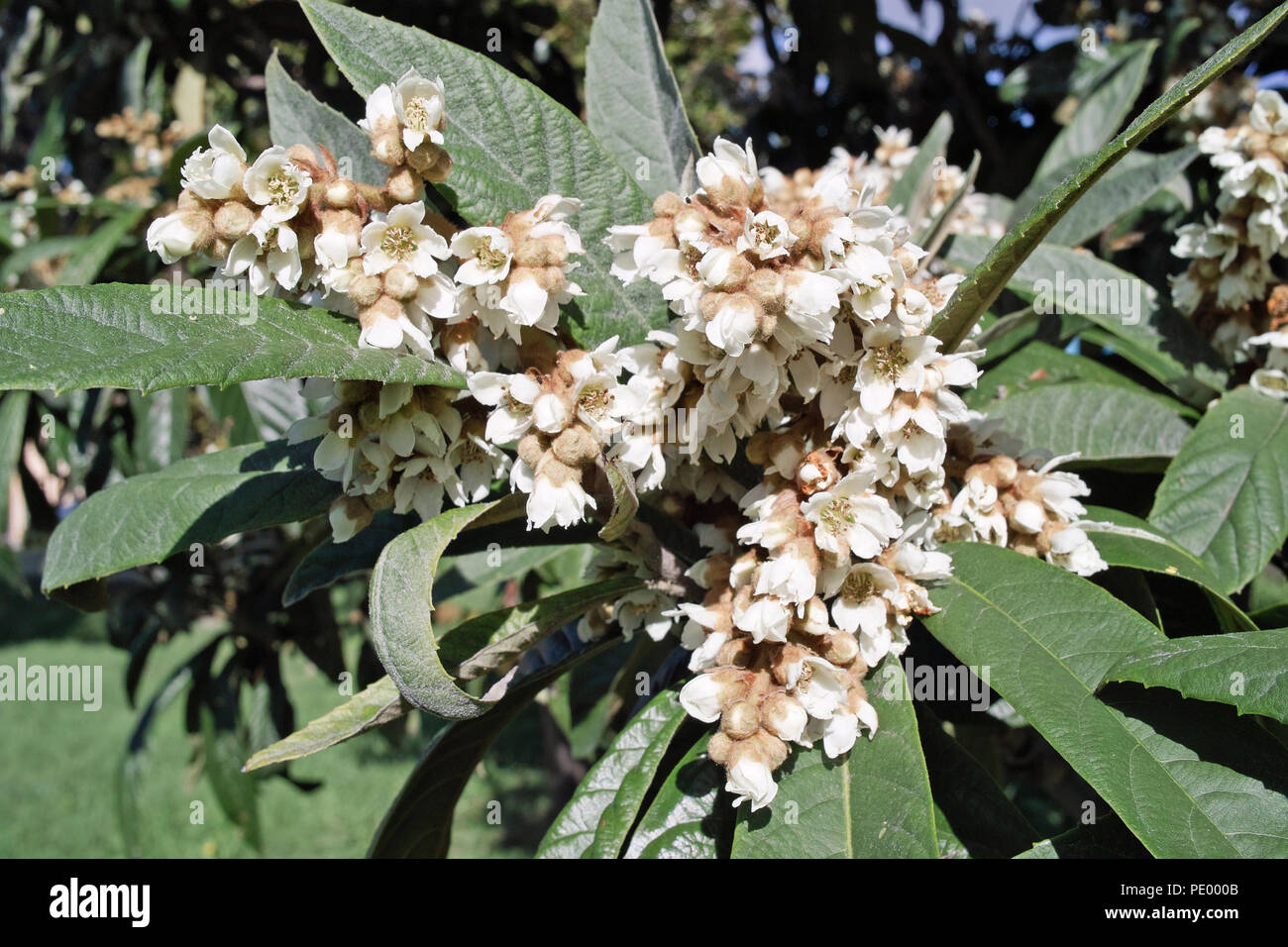 Fleurs et feuilles de l'arbre, néflier du Japon Eriobotrya japonica Banque D'Images