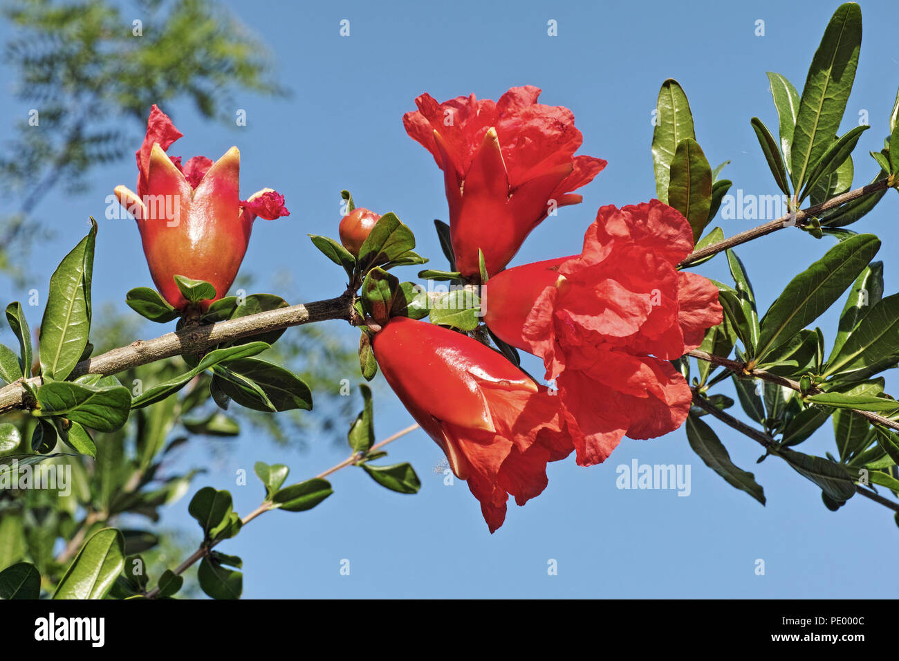 Branche de grenadier avec des fleurs et des feuilles Banque D'Images