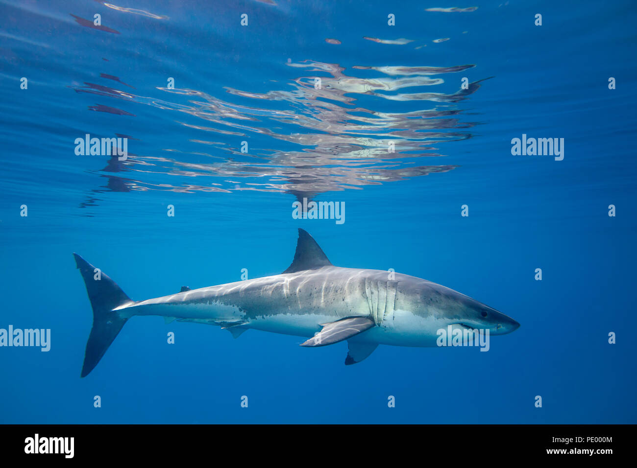 Ce grand requin blanc, Carcharodon carcharias, a été photographié juste au-dessous de la surface de glisse au large de l'île de Guadalupe, au Mexique. Banque D'Images