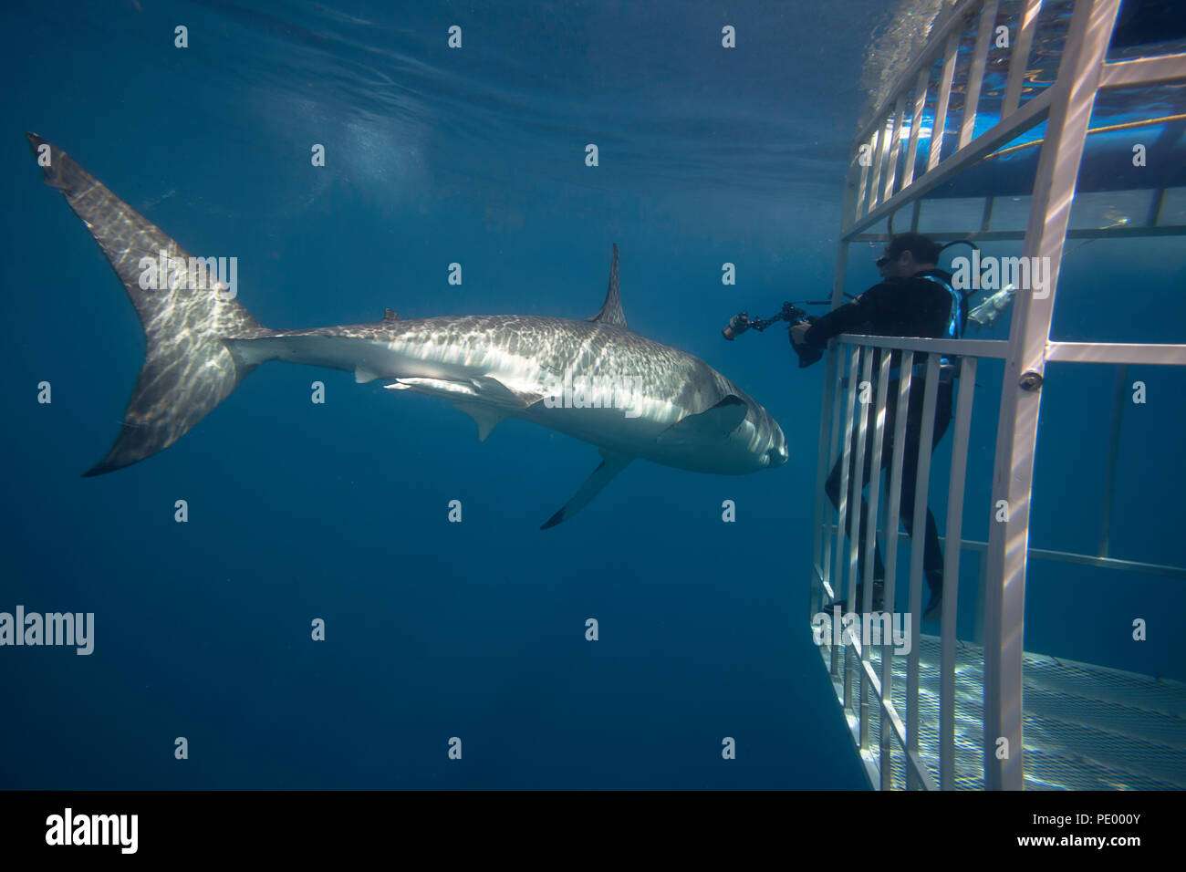Ce grand requin blanc, Carcharodon carcharias, a fait un pass au plongeur (MR) dans la cage de requins au large de l'île de Guadalupe, au Mexique. Banque D'Images