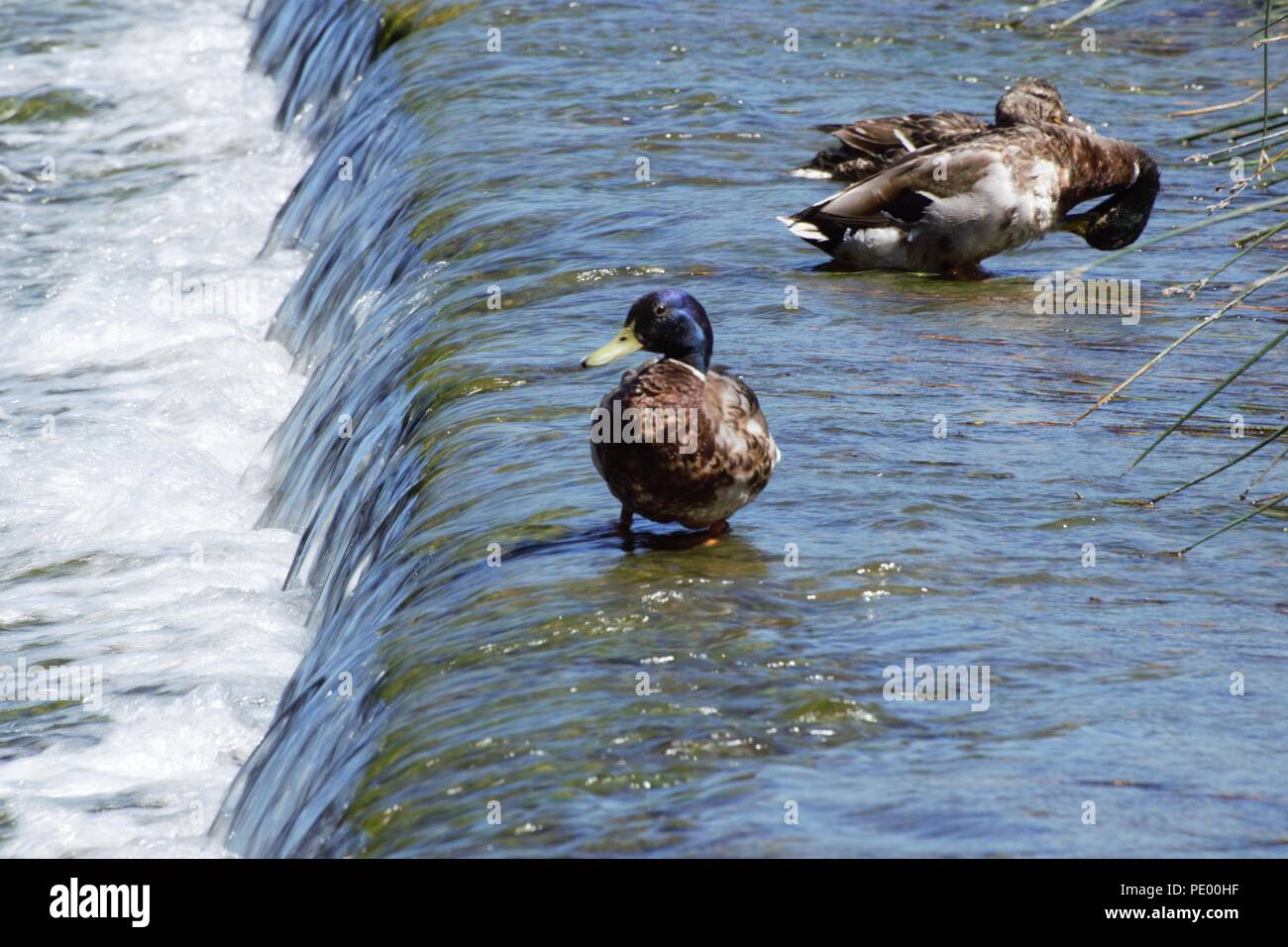 Le Marin Jolley Saltford Banque D'Images