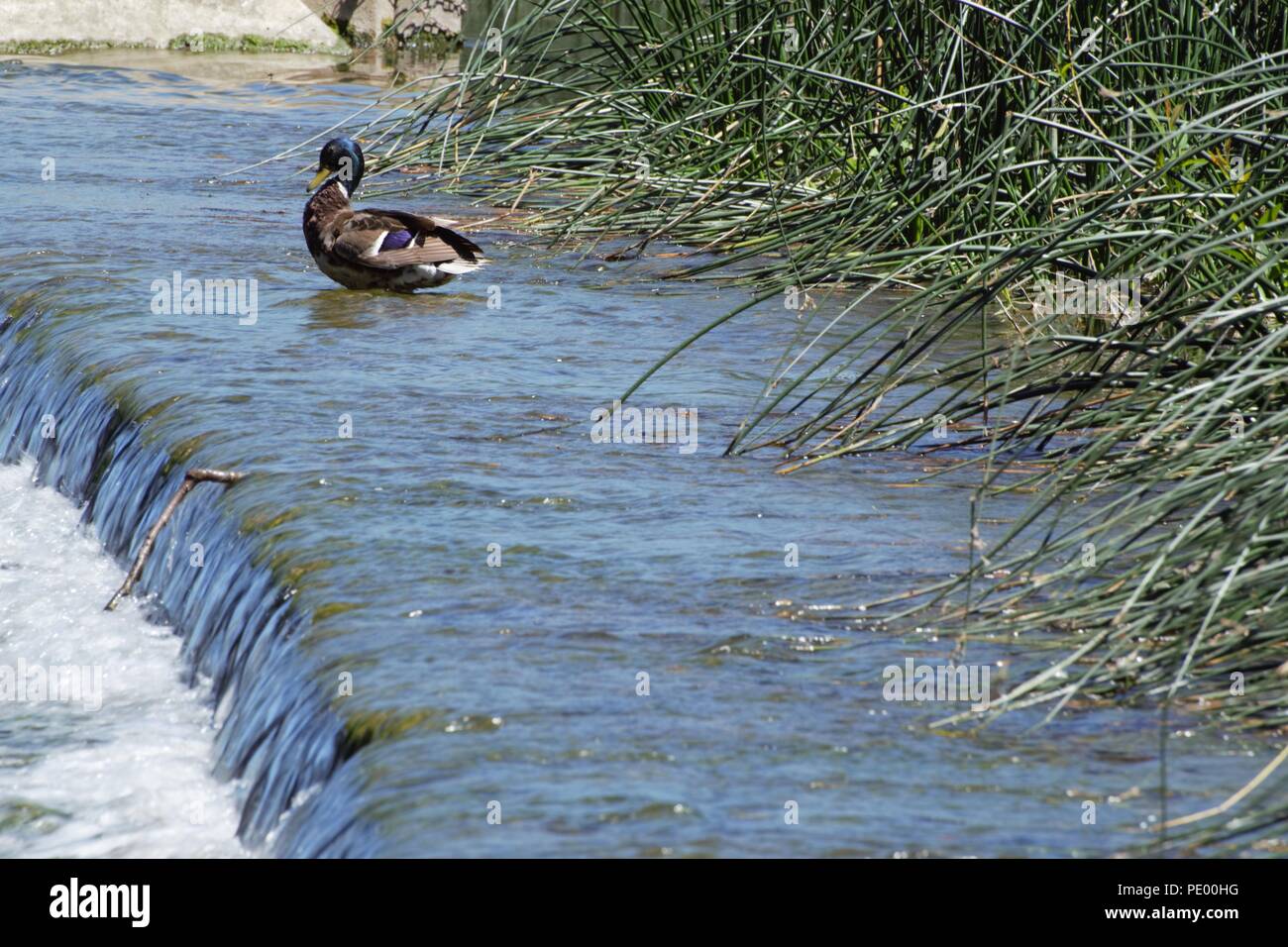 Le Marin Jolley Saltford Banque D'Images