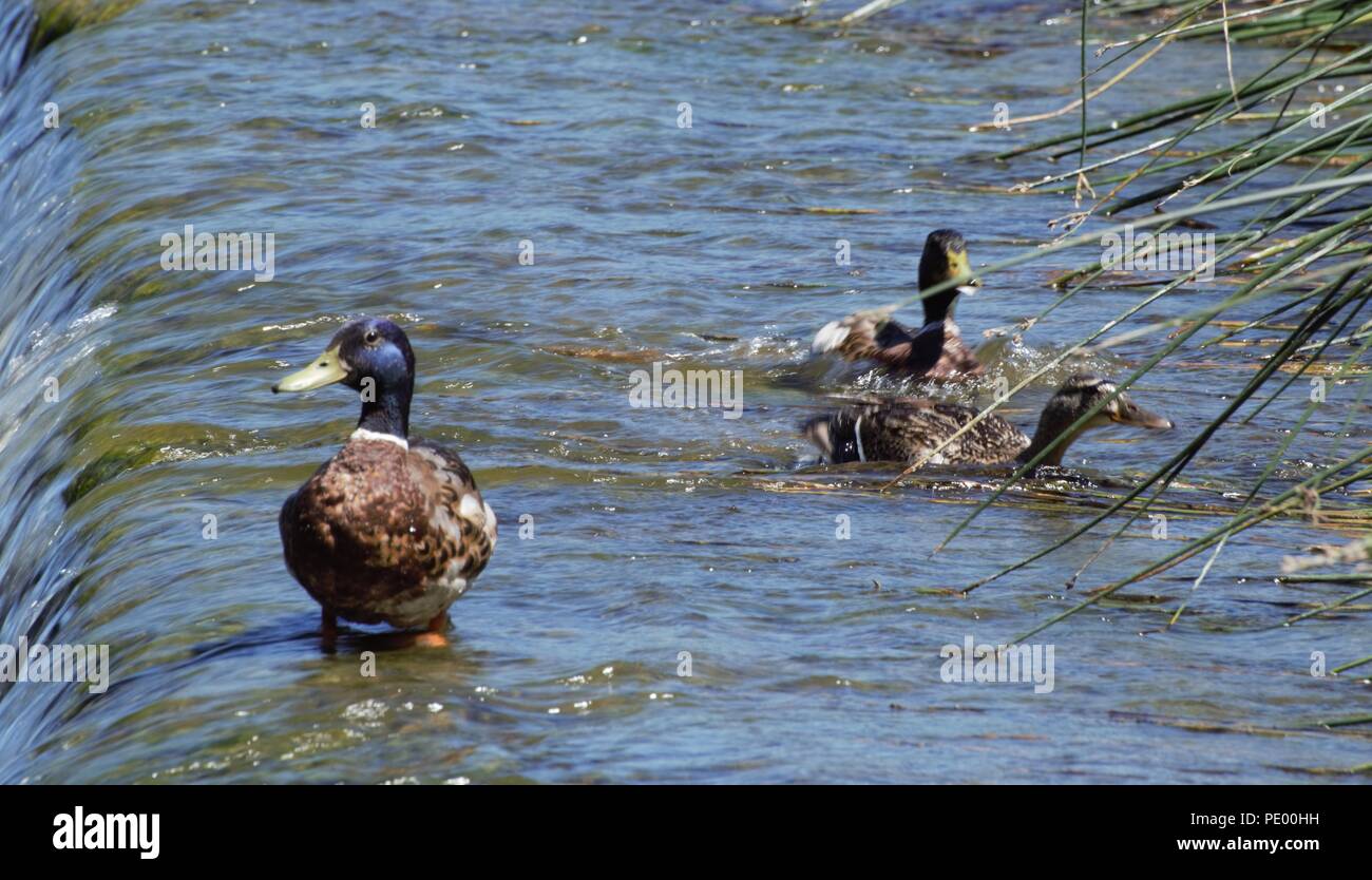 Le Marin Jolley Saltford Banque D'Images