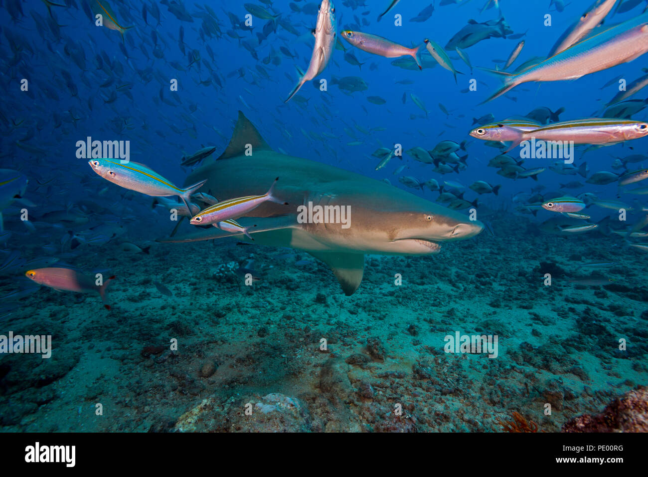 Le requin, Negaprion brevirostris, sous l'eau avec remoras et poissons de récif, Bequ Lagoon, Fidji. Banque D'Images