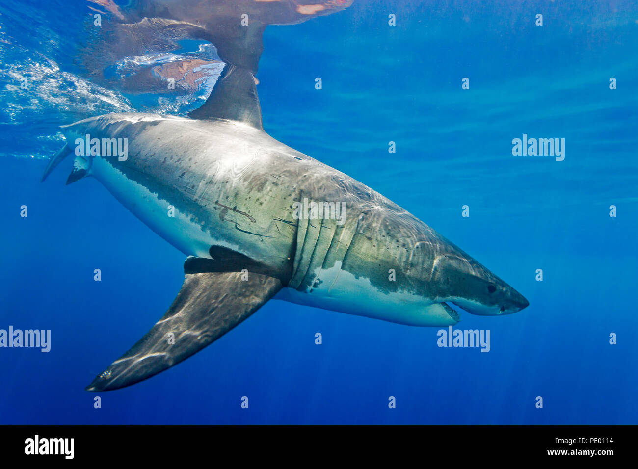 Ce grand requin blanc, Carcharodon carcharias, a été photographié au large de l'île de Guadalupe, au Mexique. Banque D'Images