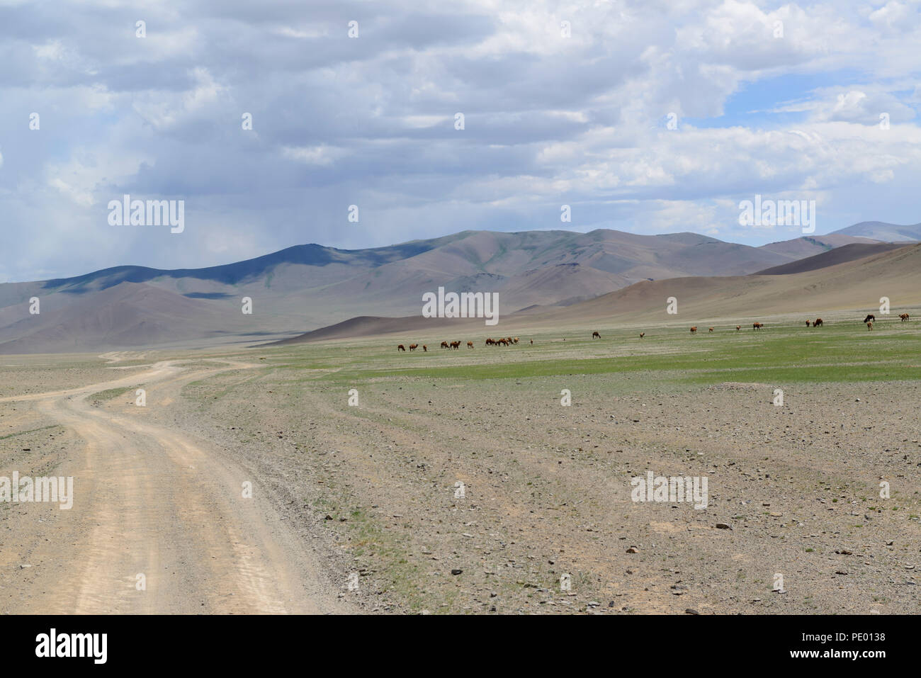 Des chameaux dans la distance sur la steppe de Mongolie Banque D'Images