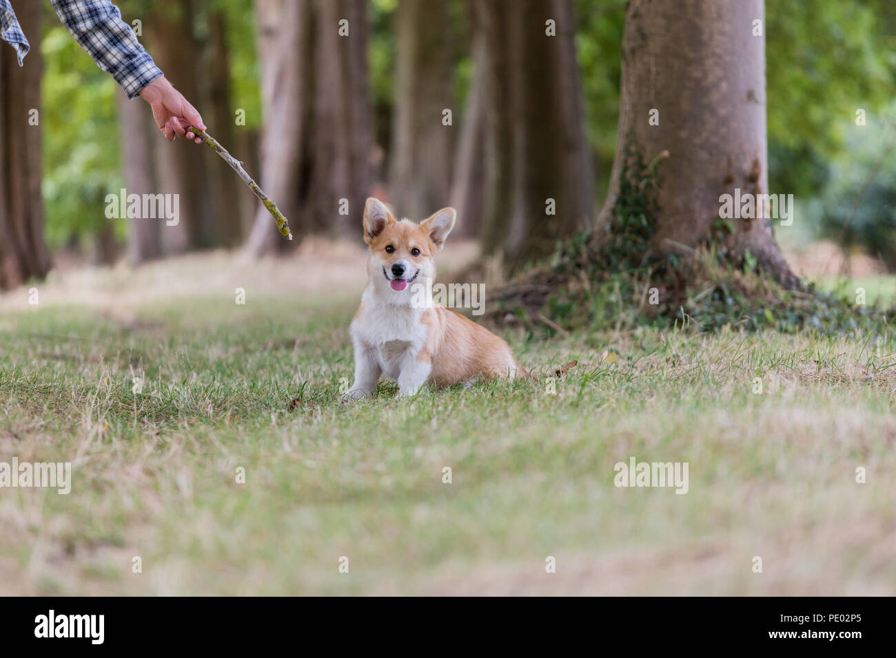 4 mois Welsh Corgi Pembroke chiot en promenade dans la campagne, Oxfordshire, UK Banque D'Images