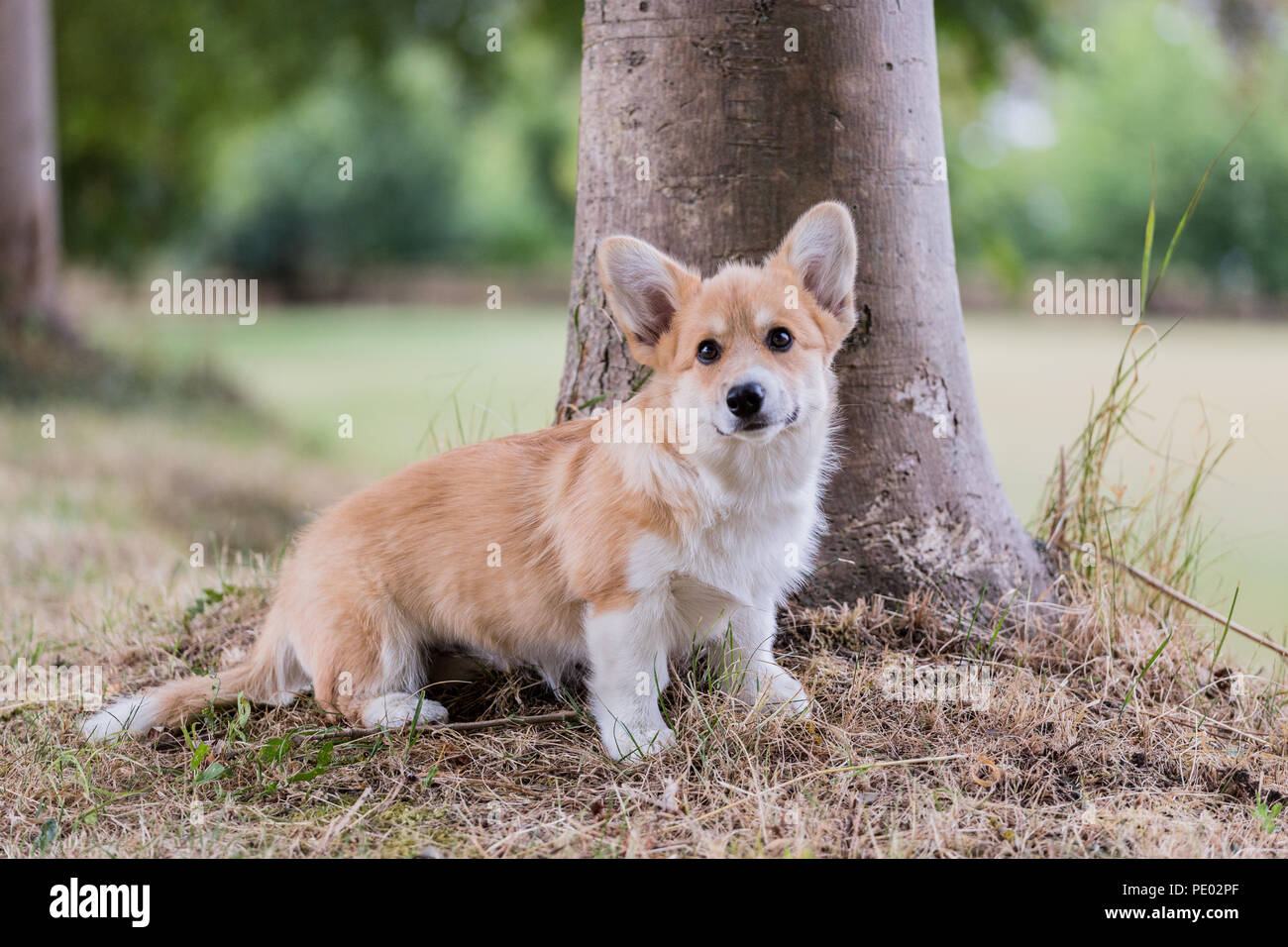 4 mois Welsh Corgi Pembroke chiot en promenade dans la campagne, Oxfordshire, UK Banque D'Images