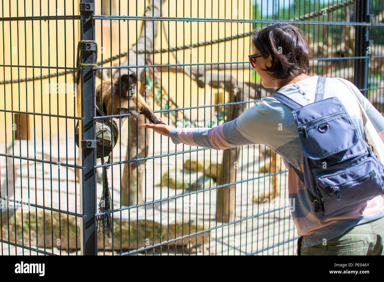 Femme en donnant de la nourriture à un singe au zoo Banque D'Images