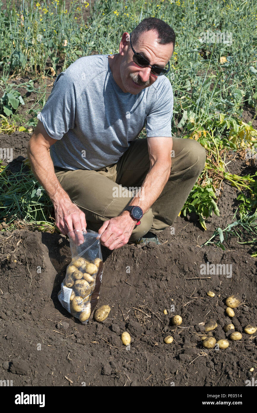 Homme récoltant des pommes de terre jaunes de la variété Erika à la main dans un potager agricole rural en Alberta, Canada Banque D'Images