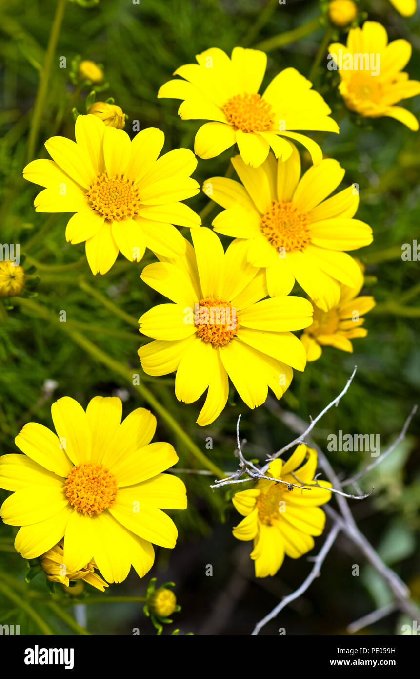 Coreopsis géant sauvage (Leptosyne gigantea) en fleurs à Mugu Rock à Malibu, Californie Banque D'Images