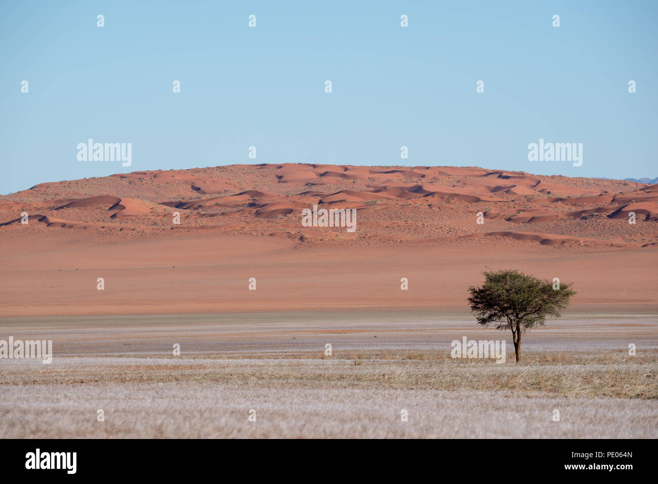 Arbre isolé dans le désert de dunes de sable et d'herbe tendre paysage, Namibie Banque D'Images
