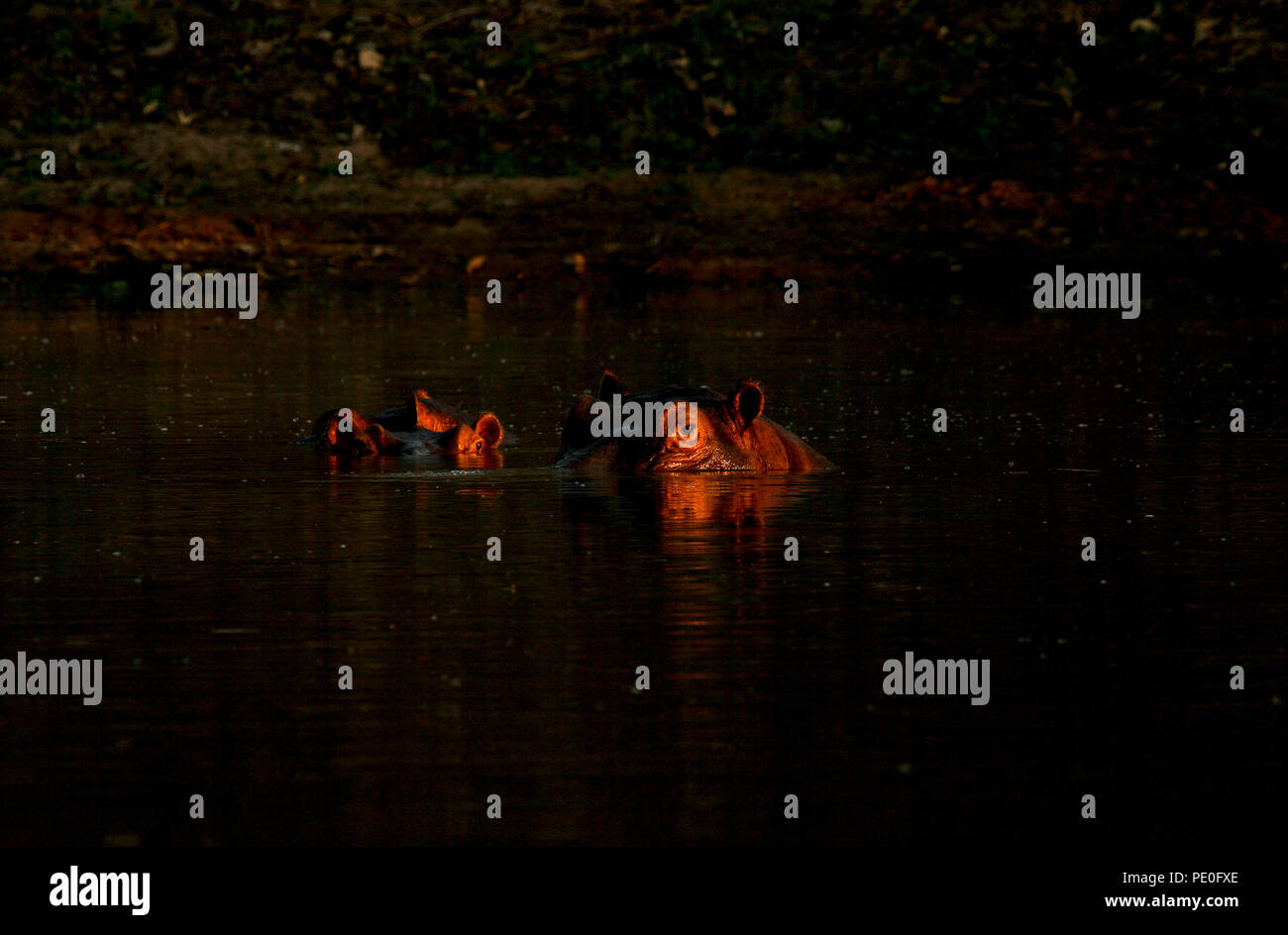 Hippopotame, Hippopotamus Amphibious. Fleuve Zambèze. Mana Pools National Park. Zimbabwe Banque D'Images
