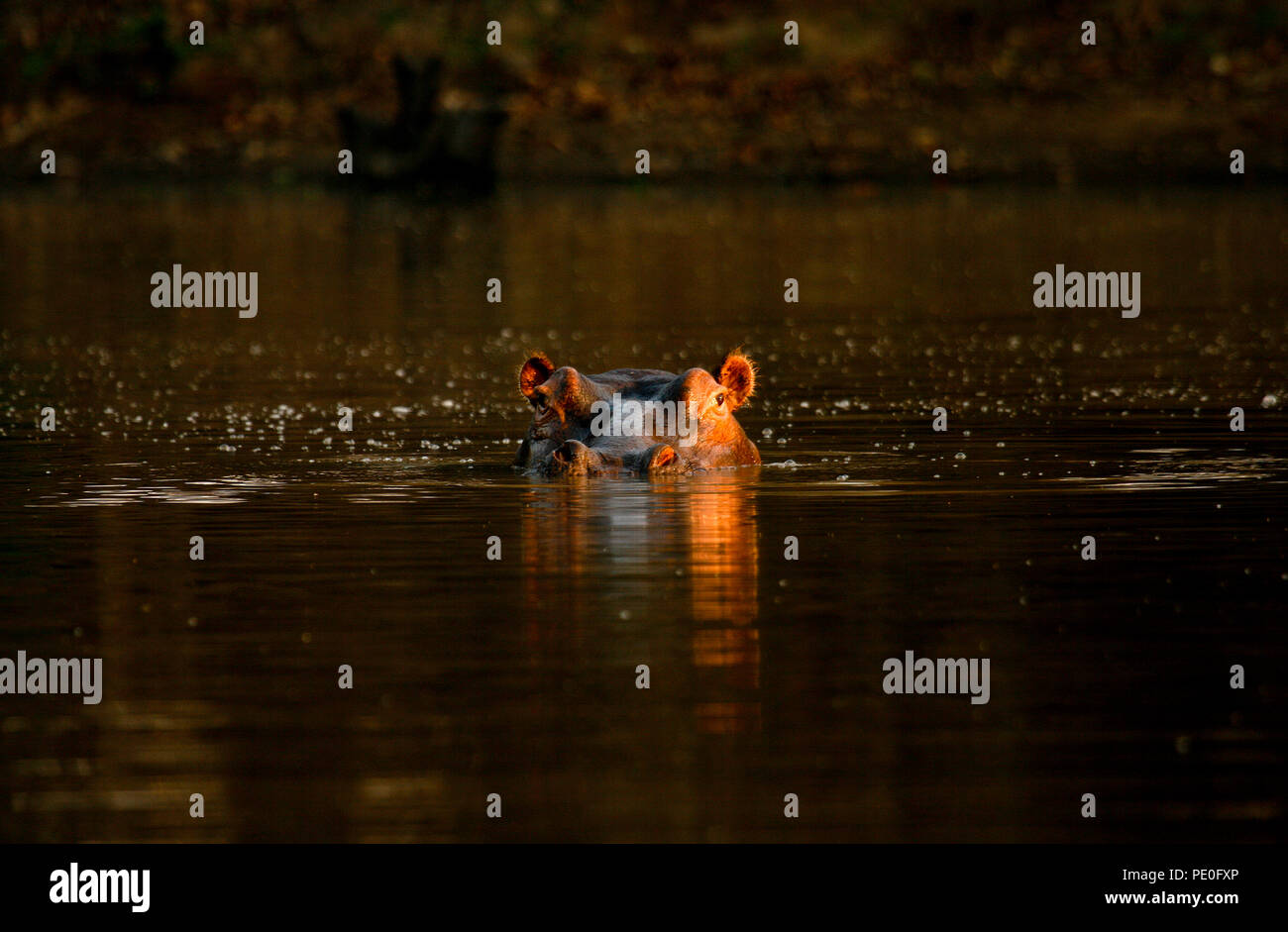 Hippopotame, Hippopotamus Amphibious. Fleuve Zambèze. Mana Pools National Park. Zimbabwe Banque D'Images