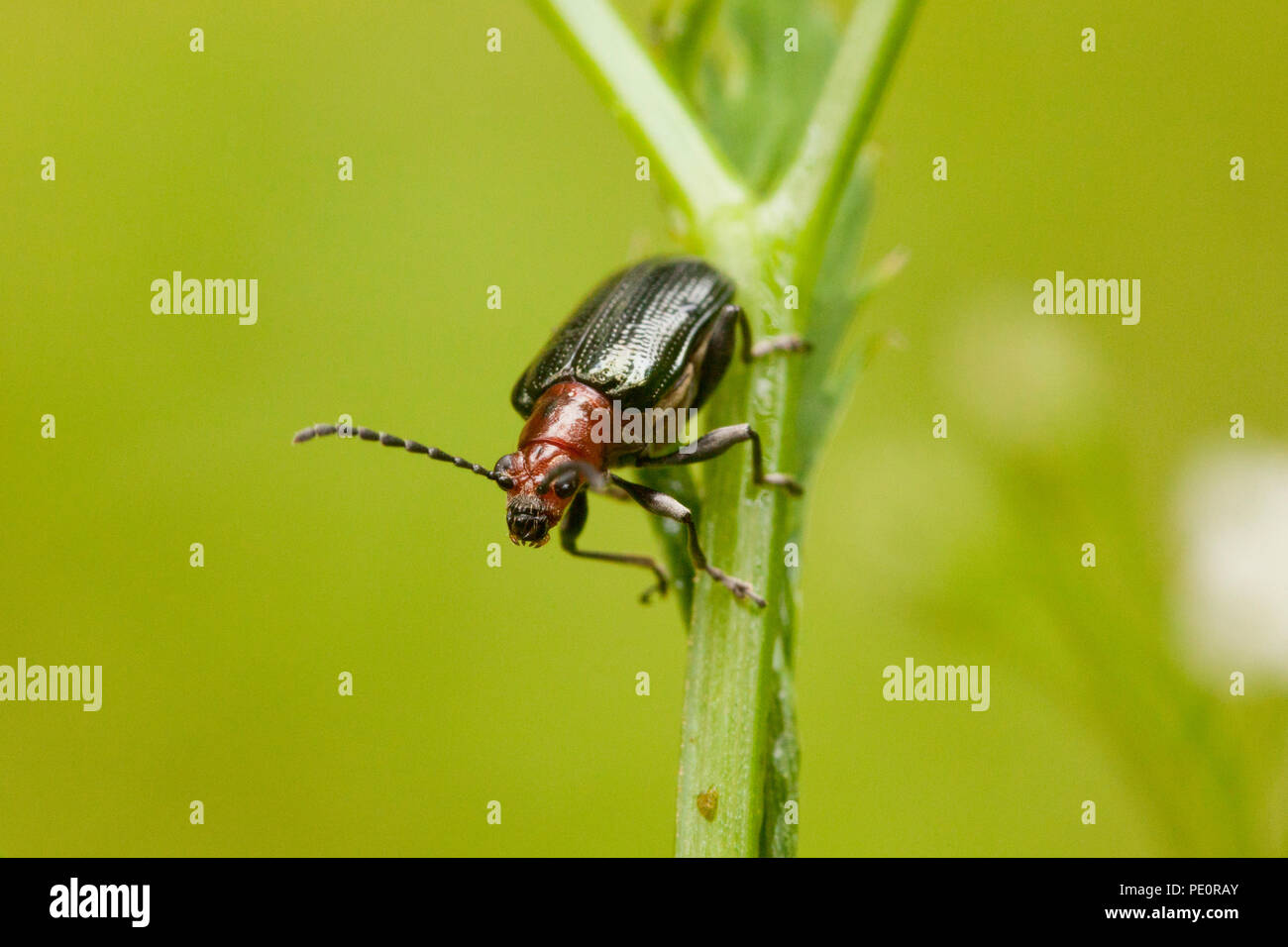 Criocère des céréales (Oulema melanopus) - Virginia USA Banque D'Images