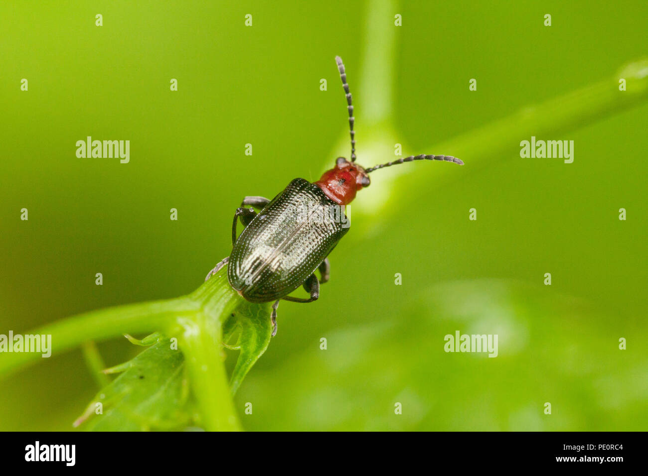 Criocère des céréales (Oulema melanopus) - Virginia USA Banque D'Images